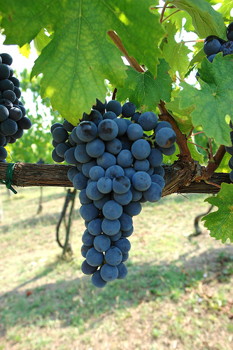 Piemonte, la salvaguardia della vitivinicoltura d'eccellenza